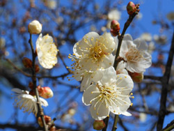160126_ume02.jpg