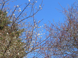 160126_ume03.jpg