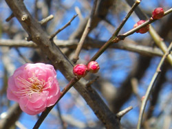 160126_ume04.jpg