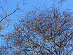160126_ume05.jpg