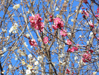 160126_ume10.jpg