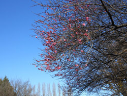 160126_ume11.jpg
