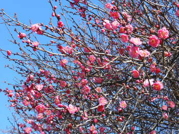 160126_ume12.jpg