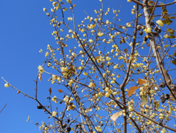 160130_s_roubai1.jpg