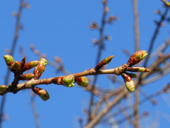 160131_simo15.jpg