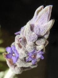 160211_f_lavender2.jpg