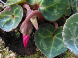 160211_m_cyclamen2.jpg
