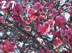 160213_yuki_ume1.jpg