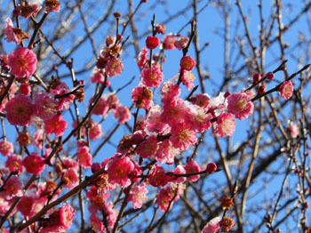 160213_yuki_ume3.jpg