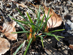 160216_crocus.jpg