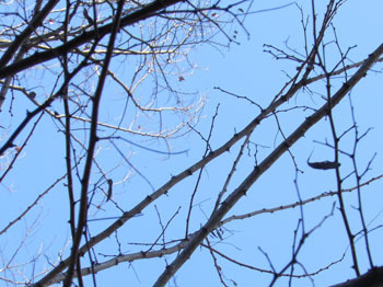 160217_harienju3.jpg