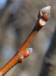 160220_kuri2.jpg