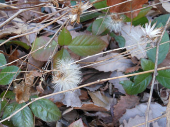 160221_koyabouki1.jpg