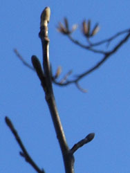160222_yurinoki2.jpg