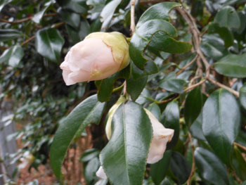 160227_tubaki.jpg