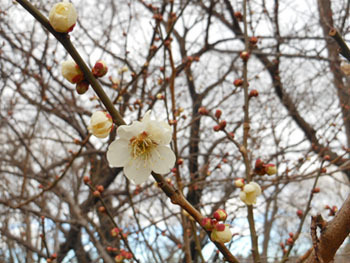 160228_ume2.jpg