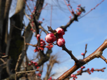 160303_bungoume2.jpg