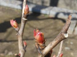 160304_botan.jpg