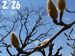 160304_h_mokuren.jpg
