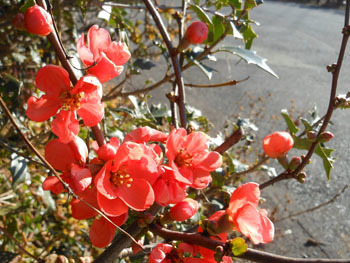 160304_kusaboke1.jpg