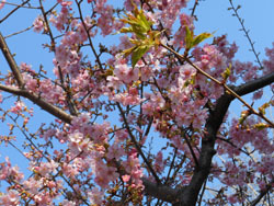 160305_kawadu_z1.jpg