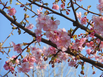 160305_kawadu_z2.jpg