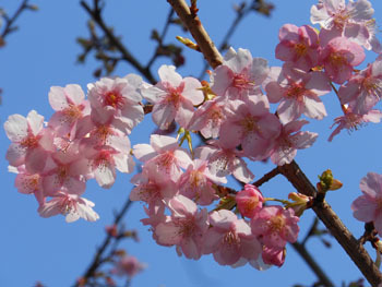 160305_kawadu_z5.jpg
