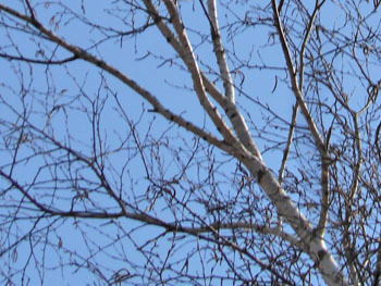 160311_sirakaba2.jpg