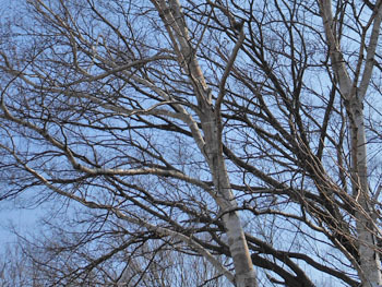 160311_sirakaba4.jpg