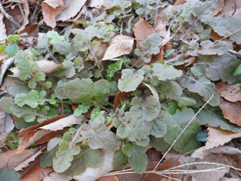 160313_o_tabirako.jpg