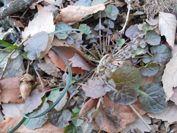 160313_y_tabirako.jpg