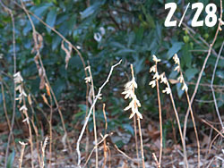 160314_k_gibosi.jpg