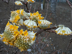 160315_mitumata4.jpg