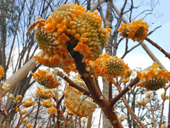 160315_mitumata5.jpg
