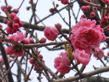 160320_hanamomo2.jpg
