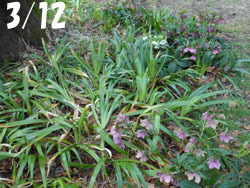 160324_helleborus1.jpg