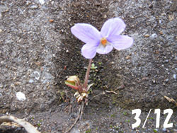 160325_kosumire01.jpg
