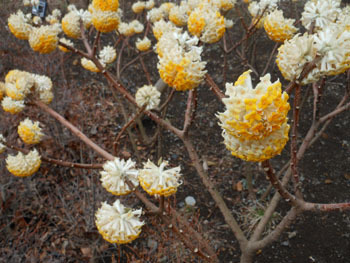 160326_mitumata2.jpg
