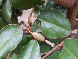 160326_nawasiro_g.jpg