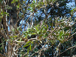 160329_niwatoko1.jpg
