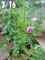 160402_k_endo1.jpg