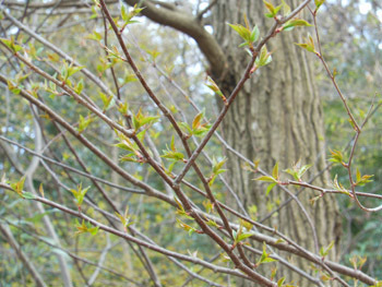 160413_uwamizu_z.jpg