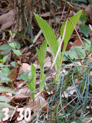 160421_k_gibousi.jpg