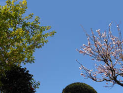 160424_anzu1.jpg