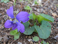 160425_papilionacea.jpg