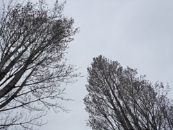 160426_poplar1.jpg