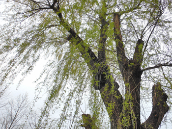 160426_s_yanagi1.jpg