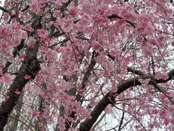 160426_s_zakura02.jpg