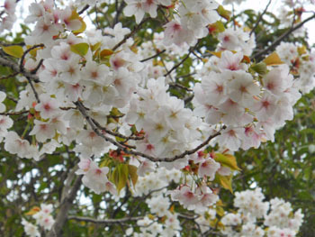 160426_sakura03.jpg