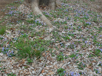 160428_tatitubo_s2.jpg